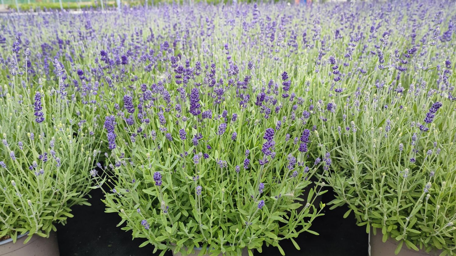 LAVANDE AUGUSTIFOLIA 'ardeche' pot 3L