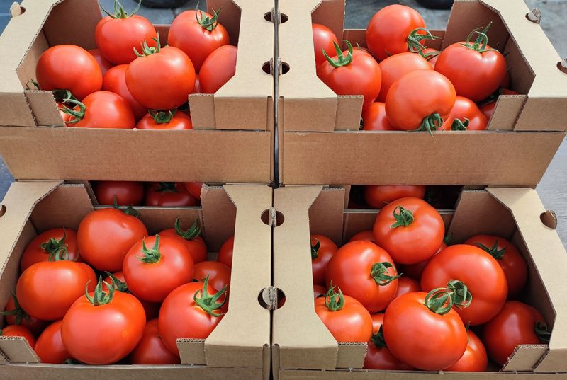 Tomate PAOLINE / 1 COLIS de 2,5 Kg