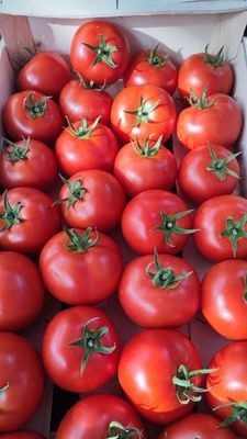 Cagettes de tomates.