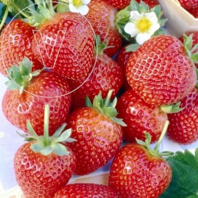 Plants potager