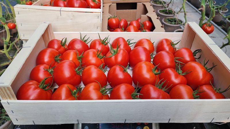 Tomate PAOLINE, cagettes de 5 kg.