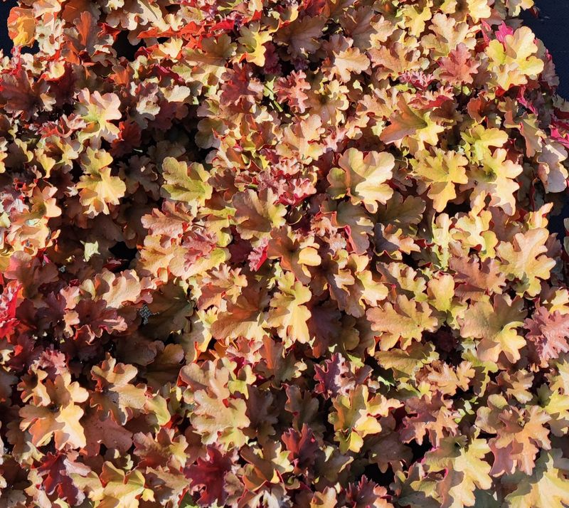 HEUCHERA CUIVRE  POT 14
