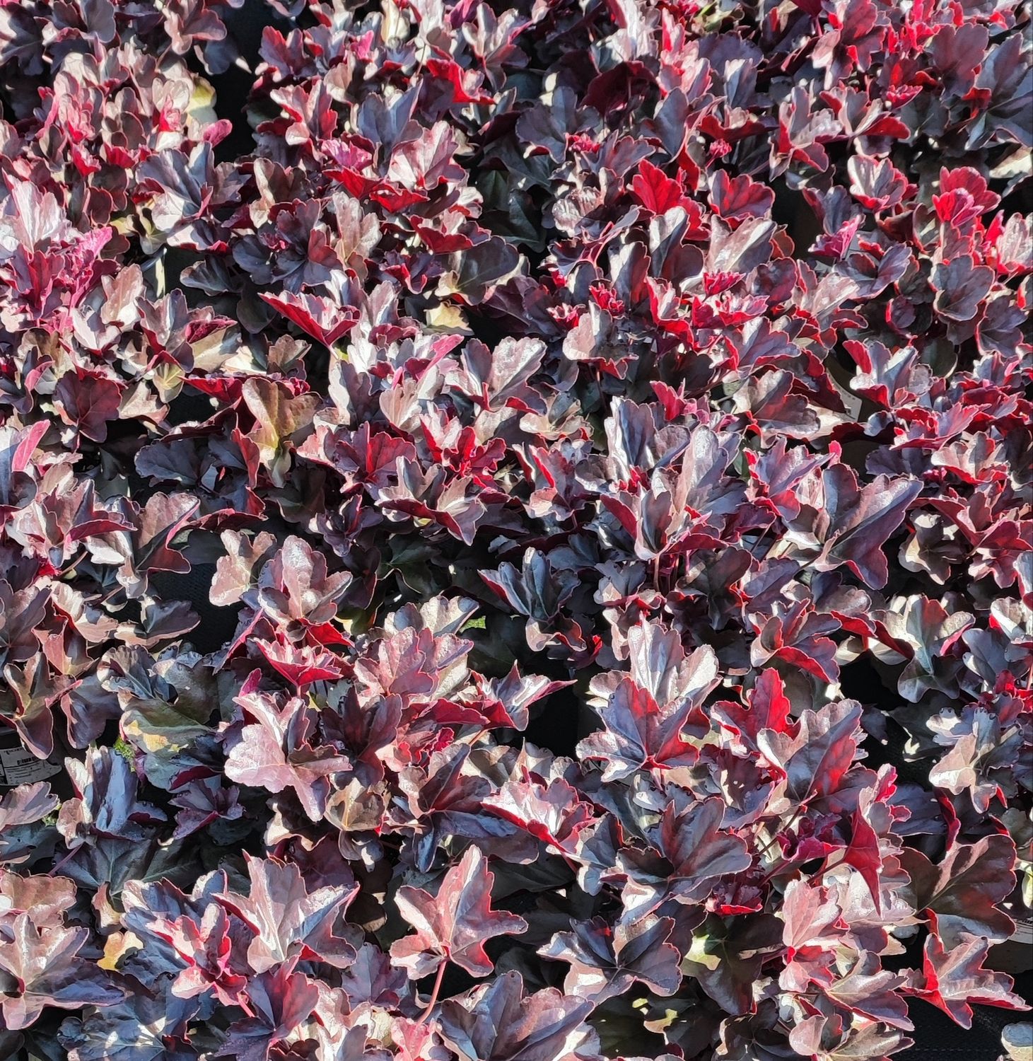 HEUCHERA ROUGE POT 14