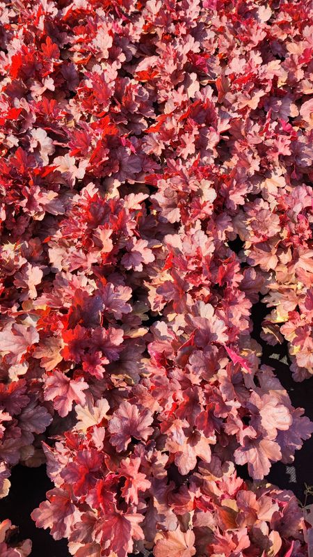 HEUCHERA ORANGE POT 14