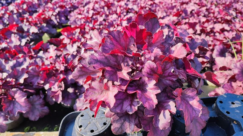 HEUCHERA ROSE POT 14