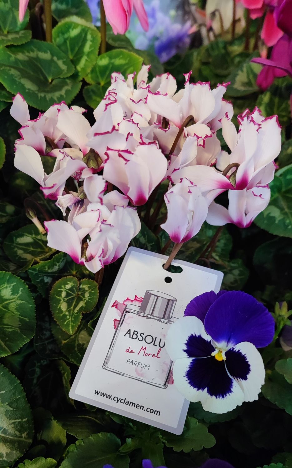 Cyclamen absolu de Morel