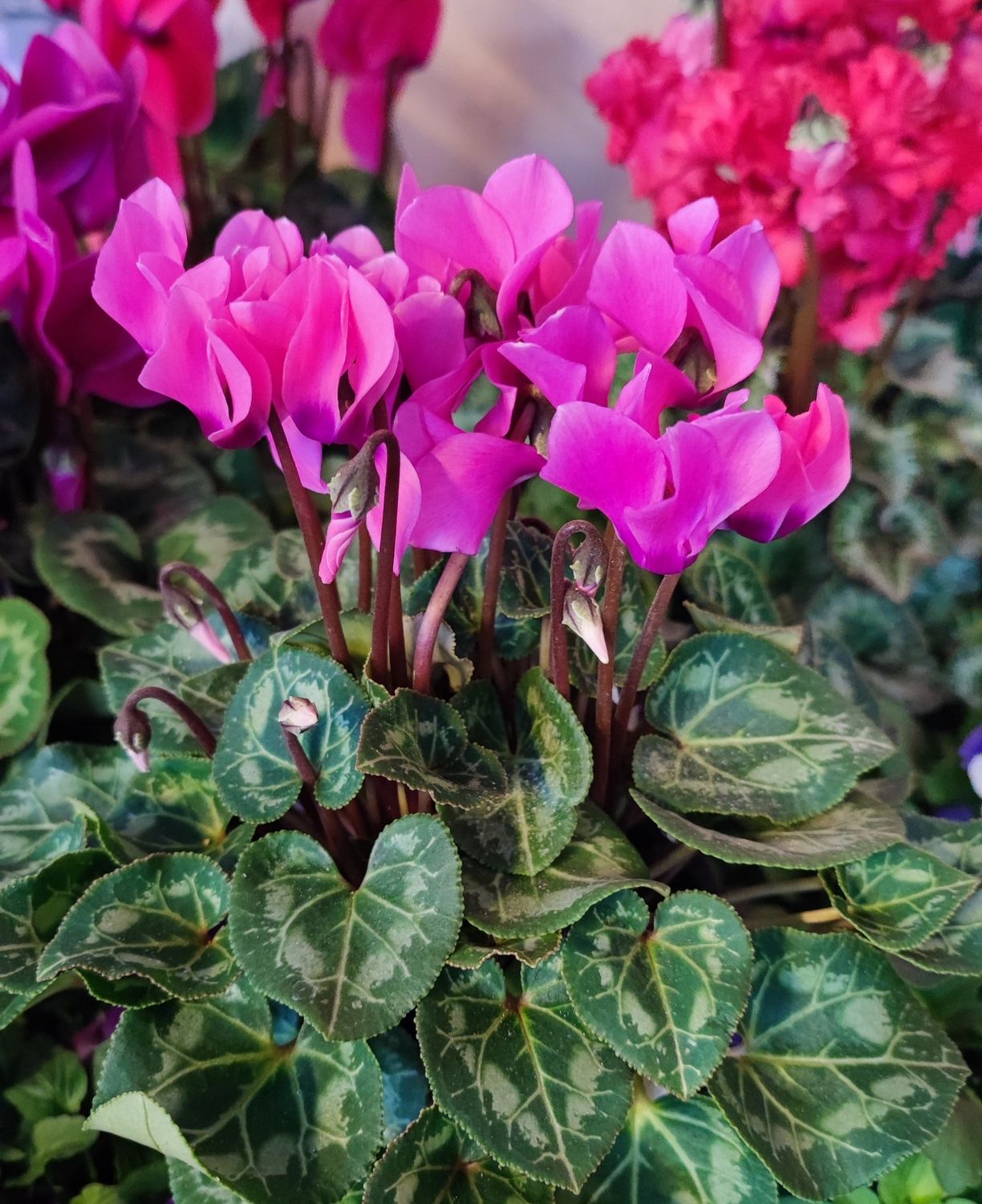 CYCLAMEN ROSE mini pot 10 cm