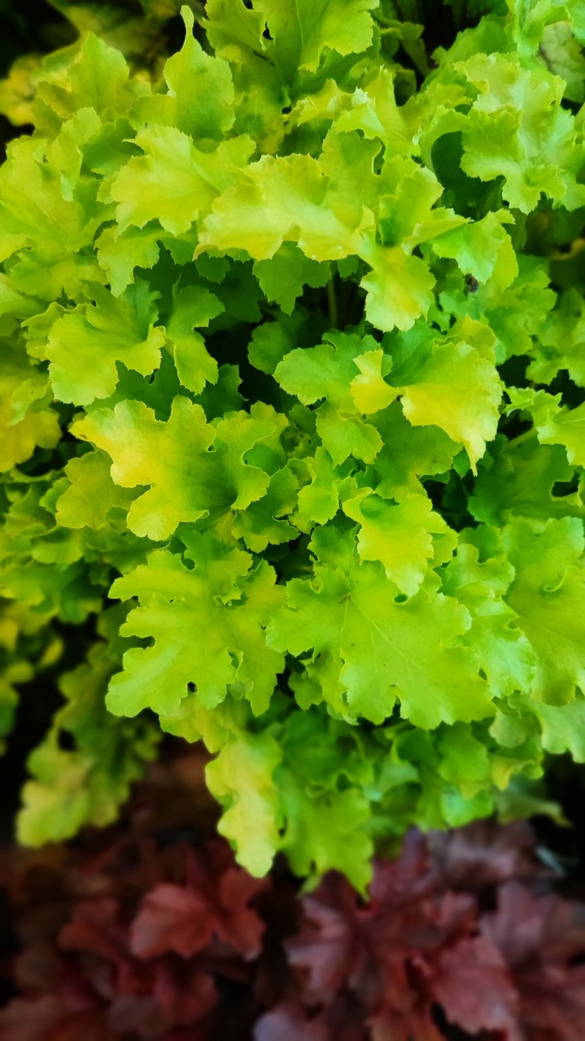 HEUCHERA VERTE