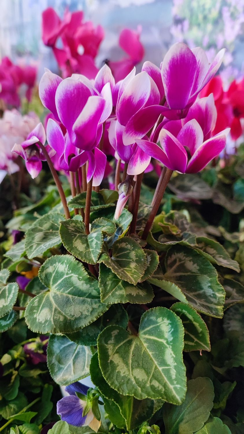 CYCLAMEN MINI FANTASIA pot 10 cm