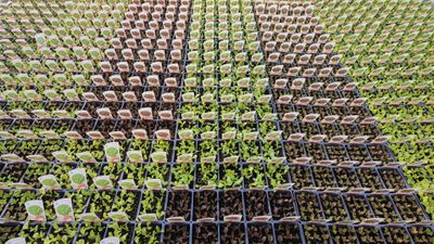 Batavia feuille de chêne rouge, barquette de 12 plants.