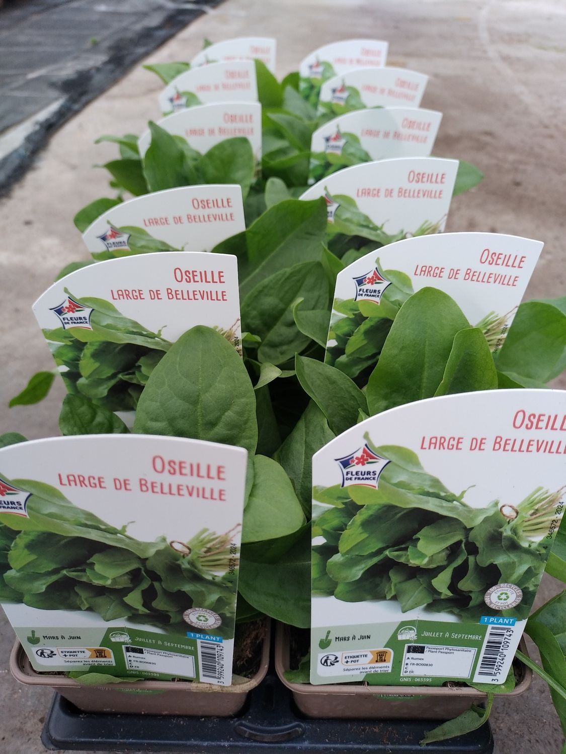 Oseille large de Belleville pot 0,5 L