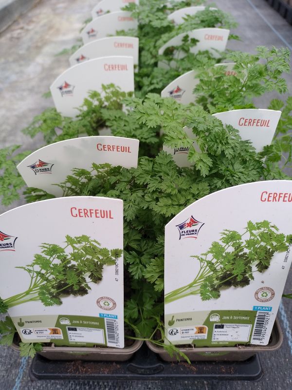Cerfeuil pot 0,5 L