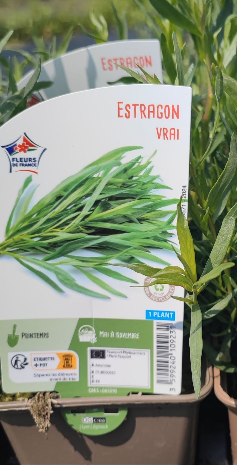 Estragon Pot 0,5L