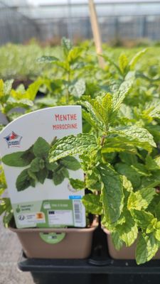 Menthe marocaine Pot 0,5L