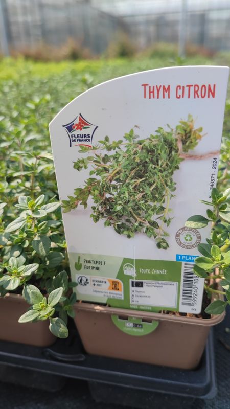 Thym citron Pot 0,5L.