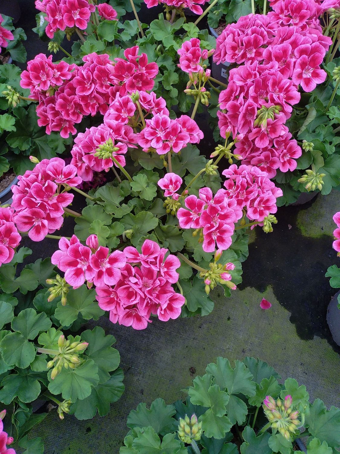 Géranium caliope pot 19