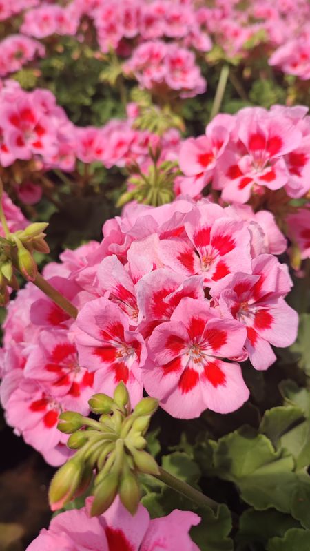 Géranium Rose calliope pot 19