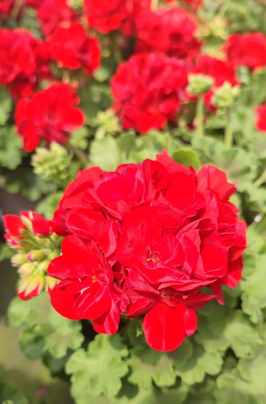 Géranium Rouge calliope pot 19 cm.