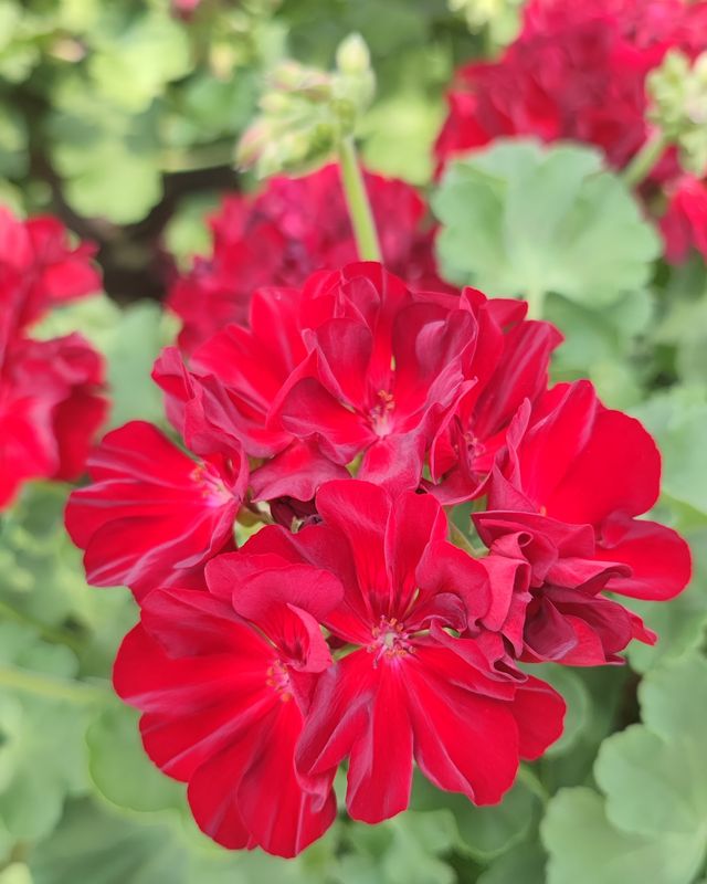 Géranium Rouge foncé calliope pot 19 cm