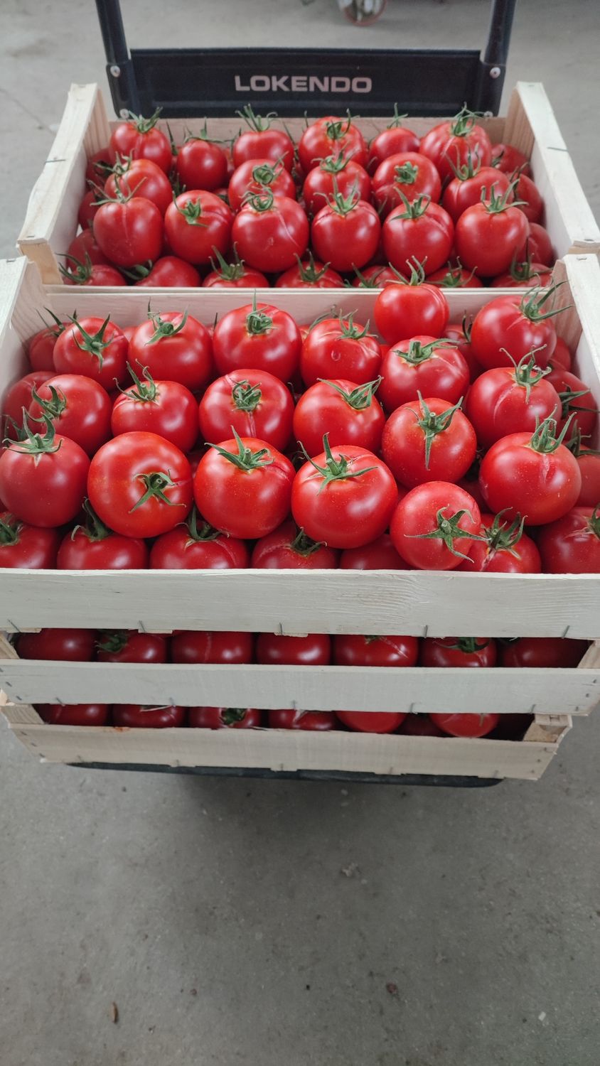 Tomates Pas Belles 7,5kg Idéales pour sauce tomate.