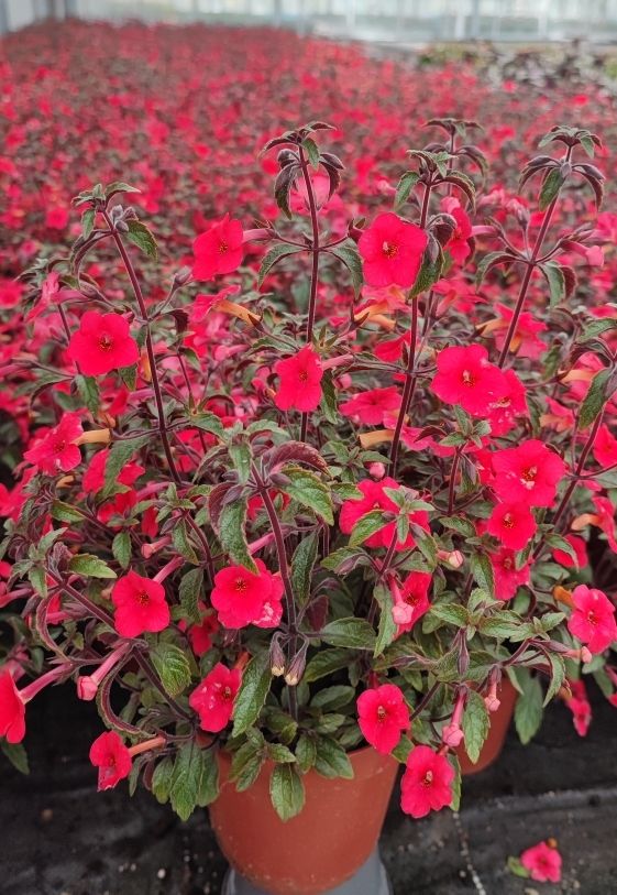 Achimenes