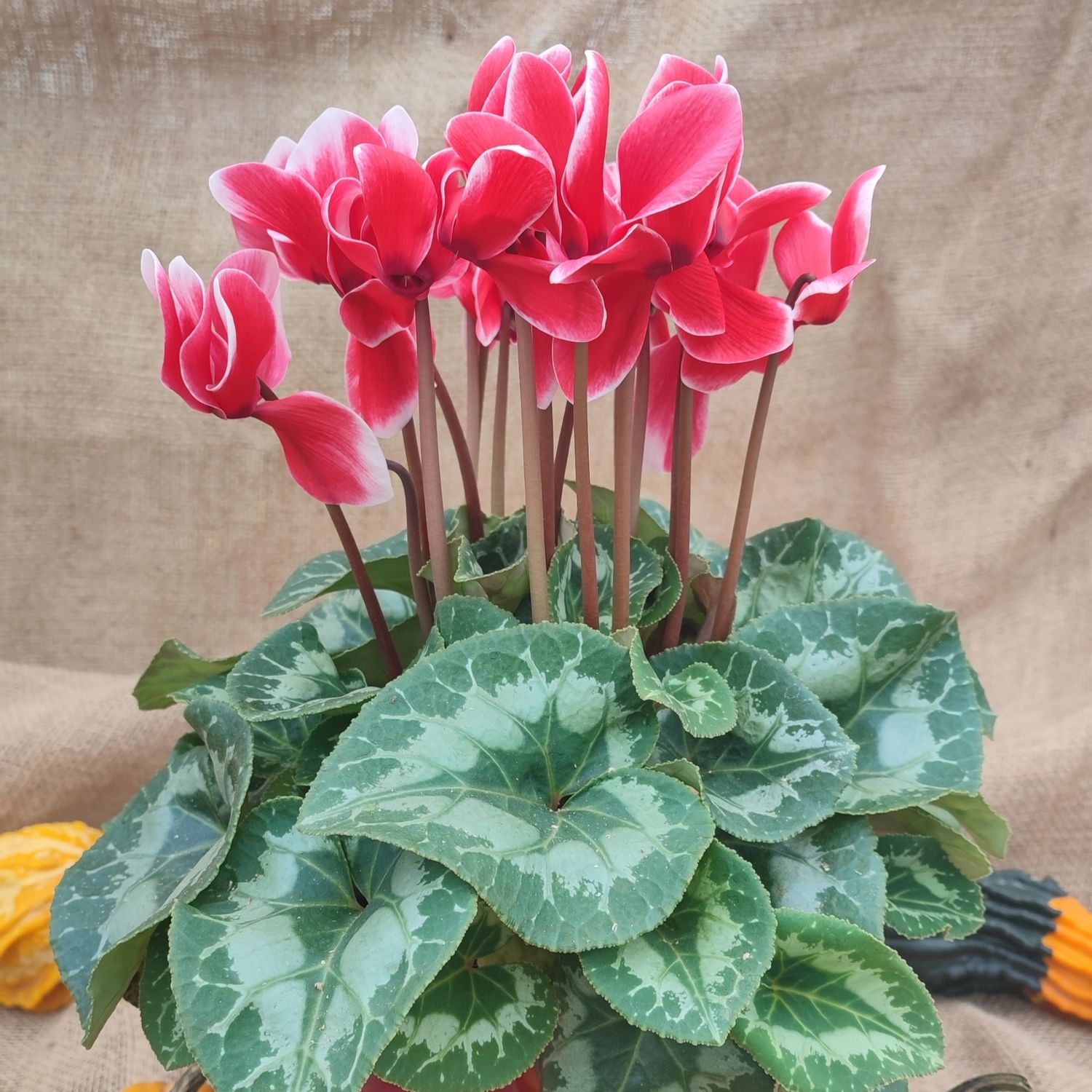CYCLAMEN Céramique diamètre 15cm.