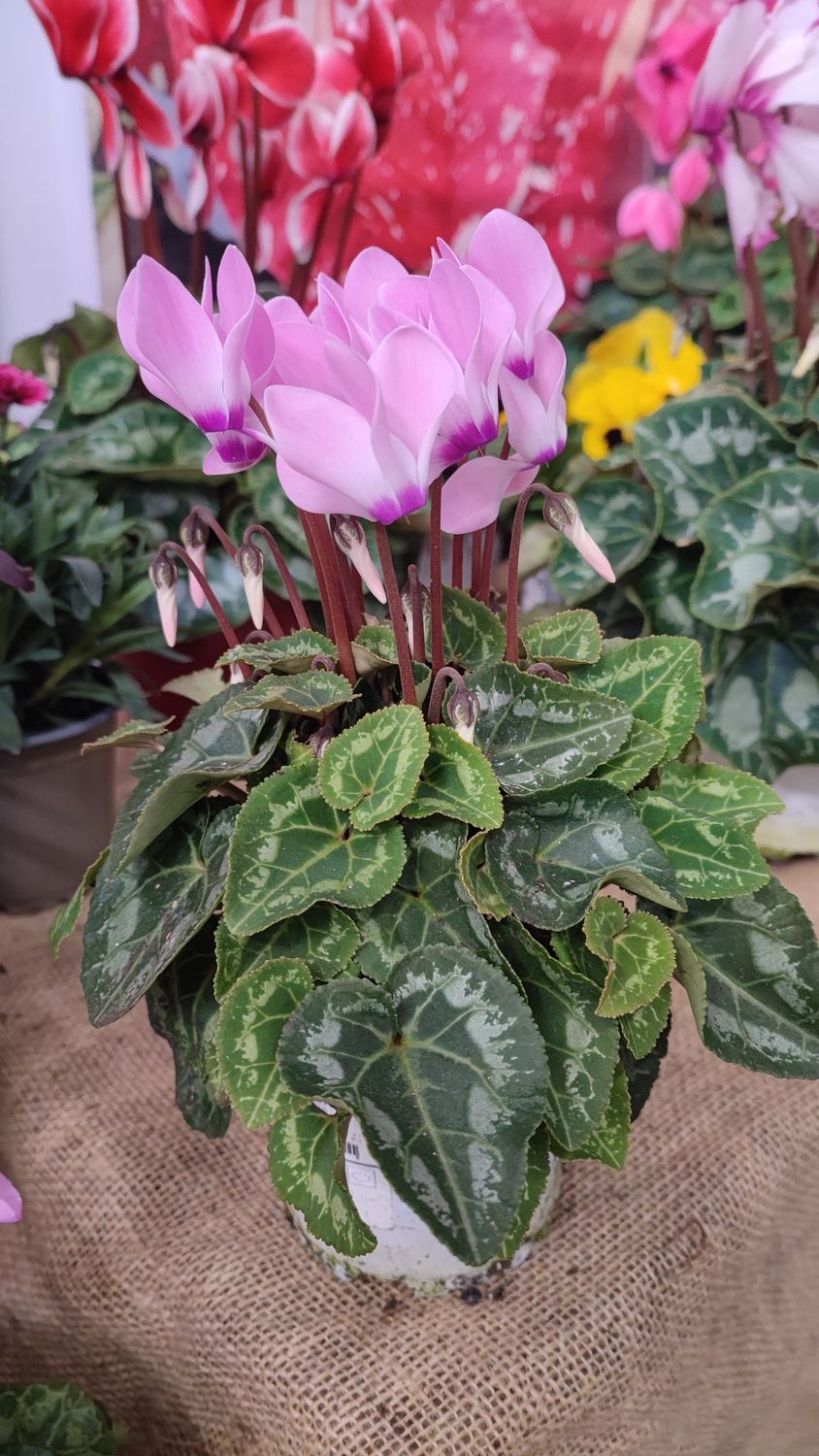 CYCLAMEN MINI Fushia pot 10