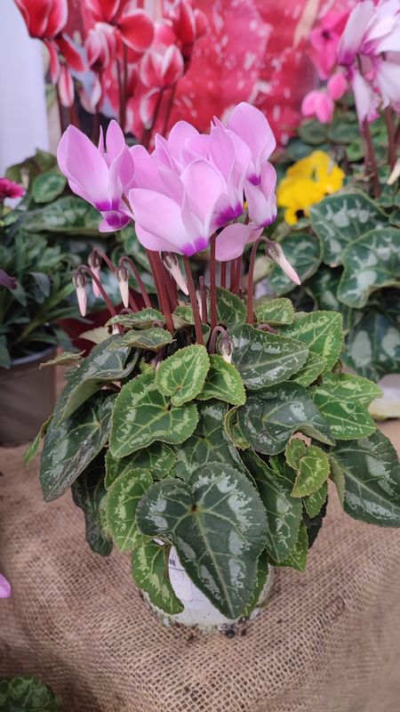CYCLAMEN MINI Fushia pot 10
