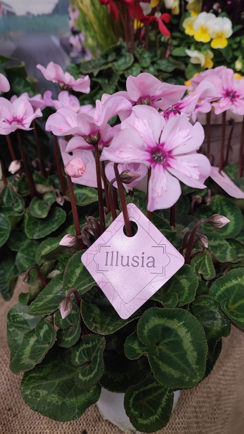 CYCLAMEN MINI illusia pot 10