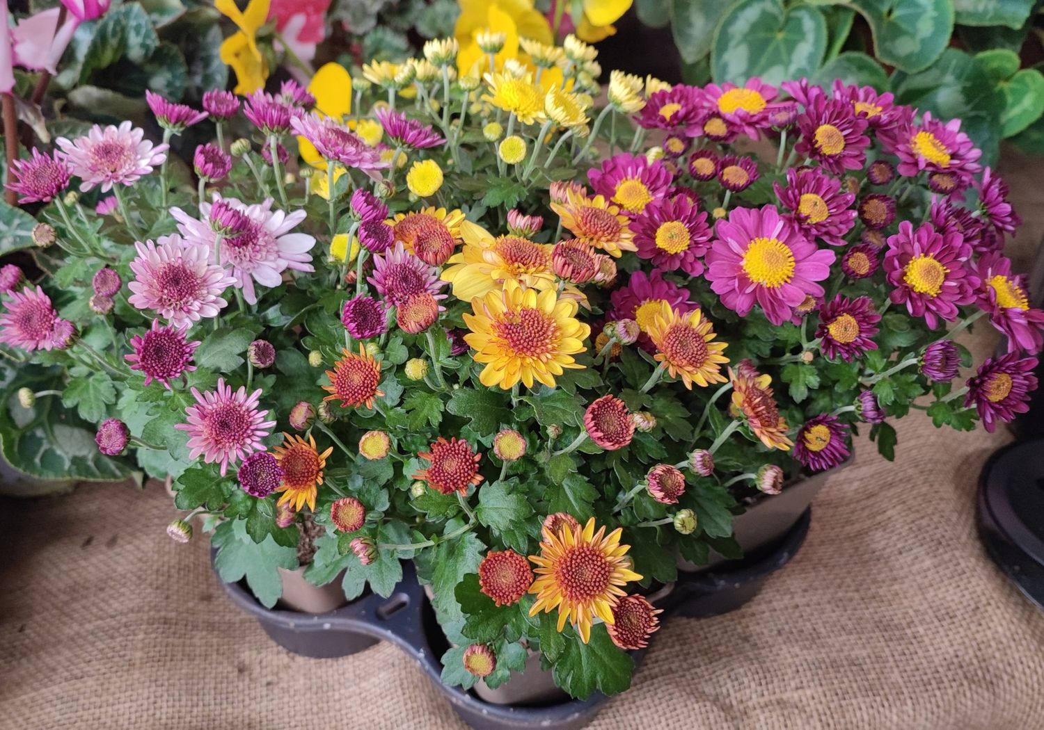 Chrysanthème pot 0,5L