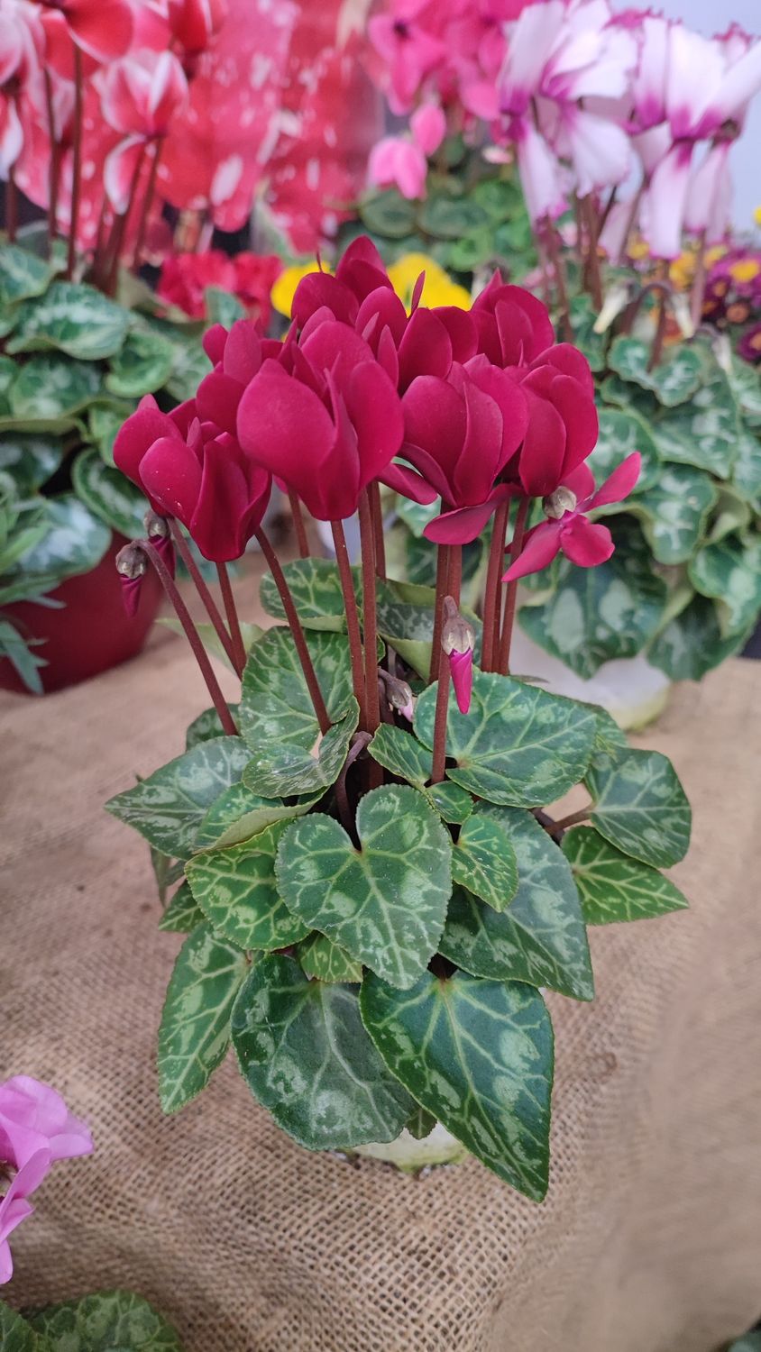 CYCLAMEN MINI MAGENTA foncé pot 10 cm