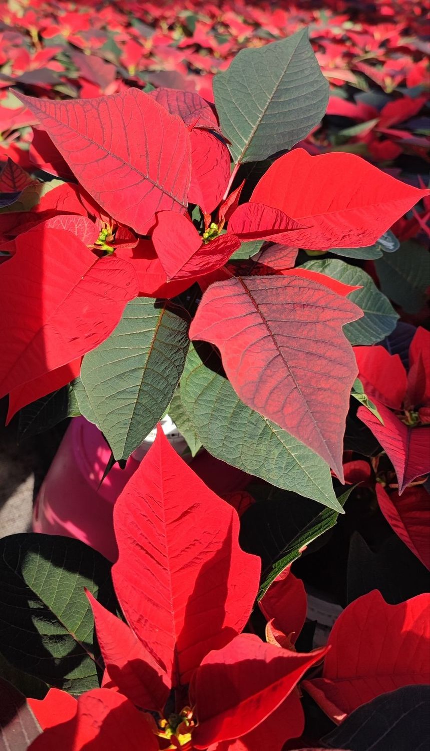 Poinsettia