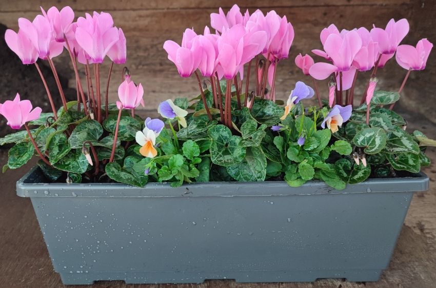 Jardinière de saison. 40 cm.