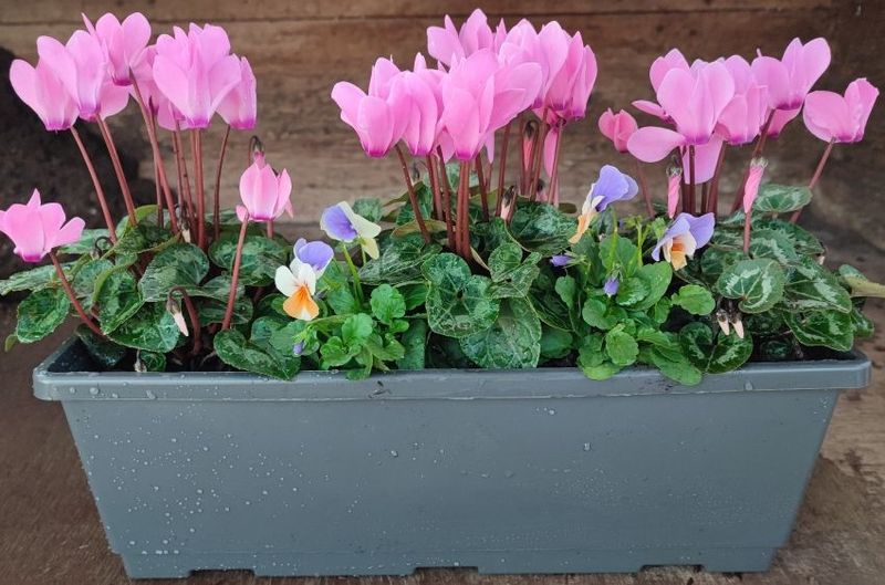 Jardinière de saison. 40 cm.