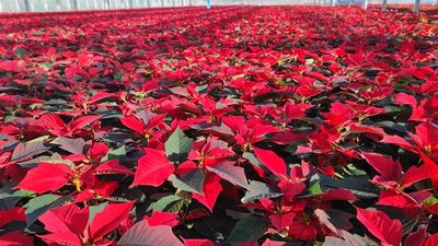 Poinsettia
