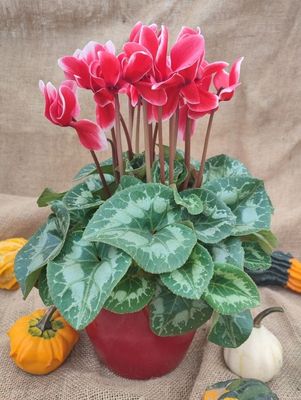 Cyclamen