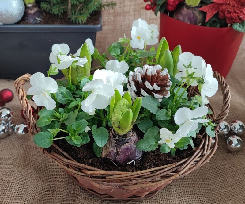 Composition de Noël, Violas et Jacinthes