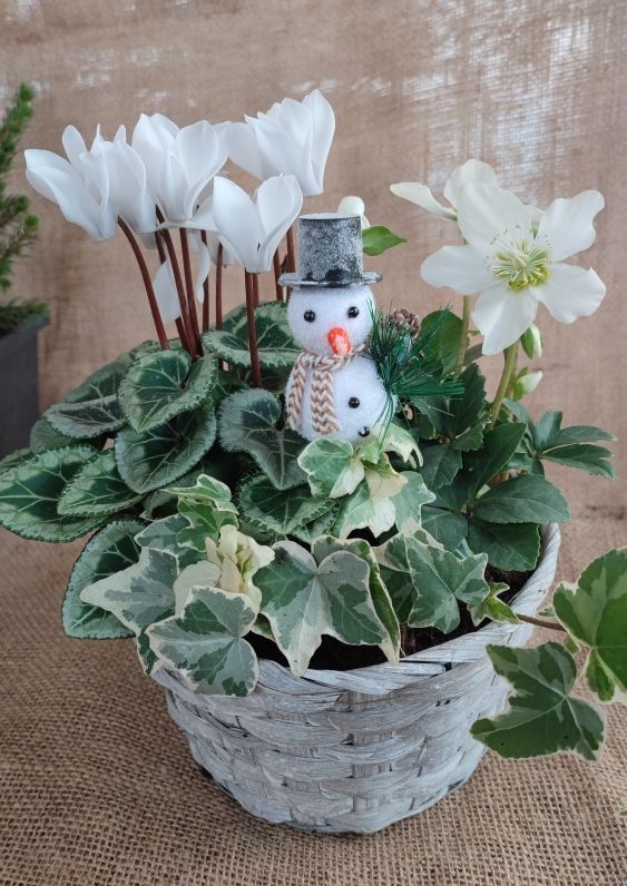 Composition de Noël, panier blanc.