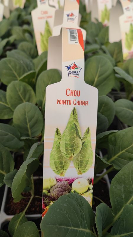 Chou pointu 6 plants