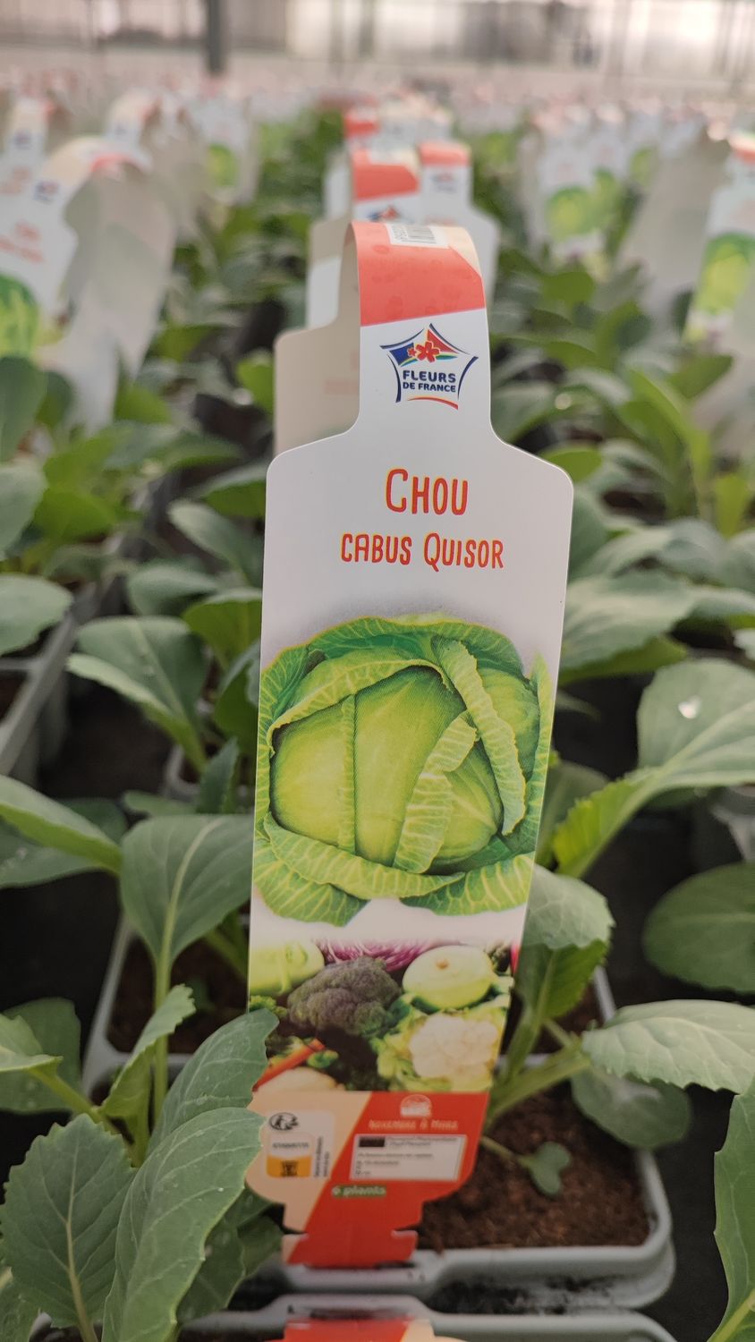 Chou cabus 6 plants