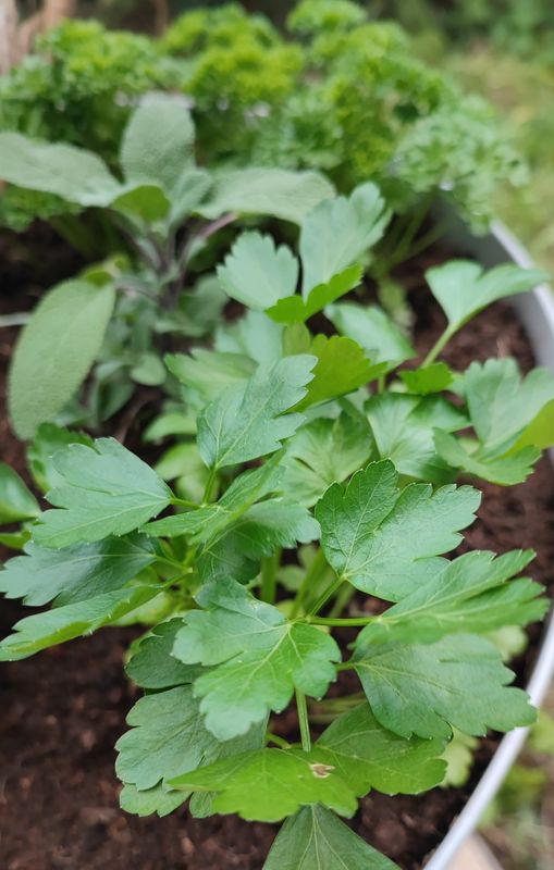 Persil plat, pot 0,5L