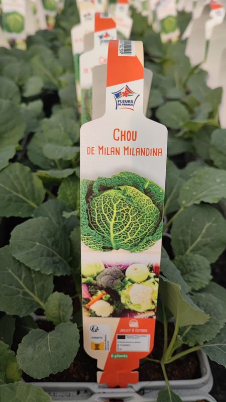 Chou de Milan, 6 plants.