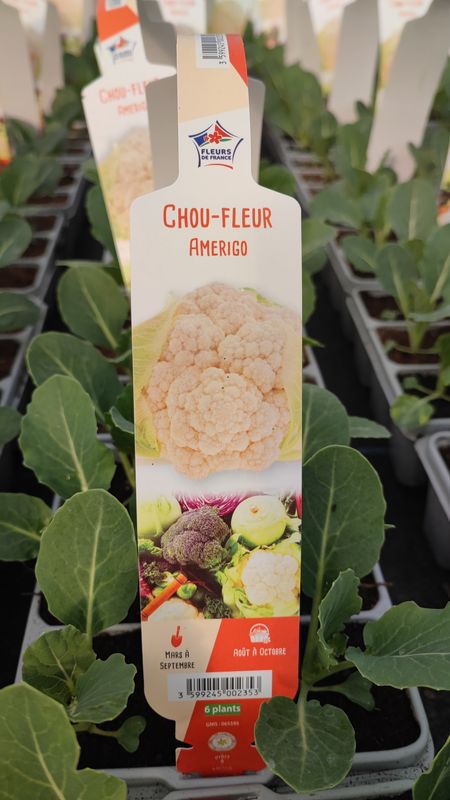 Chou fleur, 6 plants.