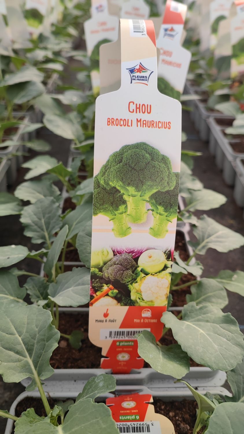 Chou brocoli 6 plants