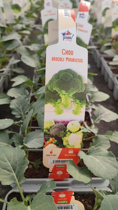 Chou brocoli 6 plants