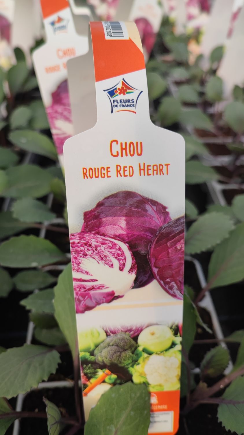 Chou rouge, 6 plants