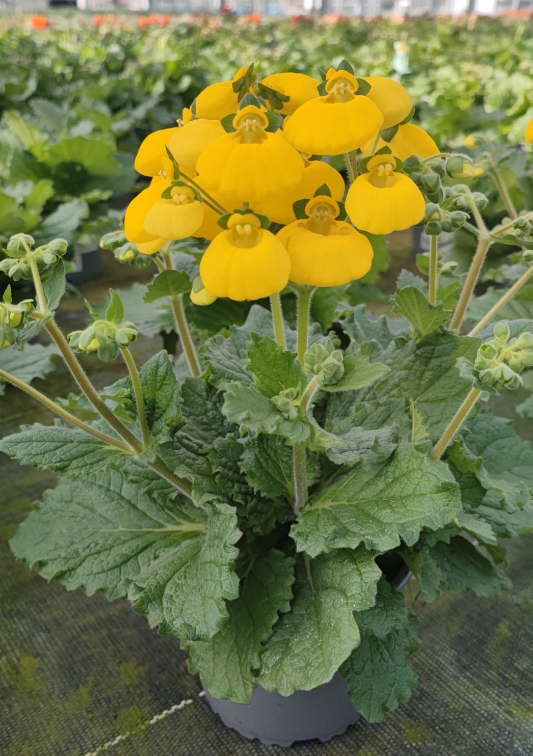 Calcéolaire pot 14 cm.