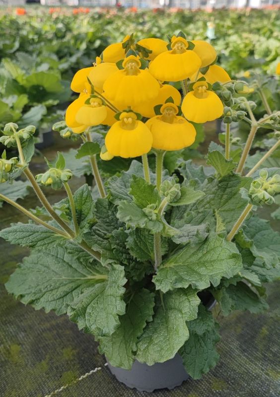 Calcéolaire pot 14 cm.