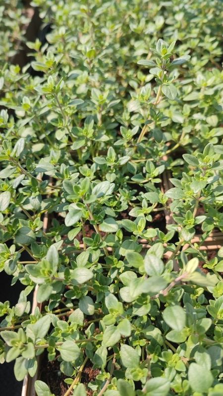 Thym commun pot 0.5 L