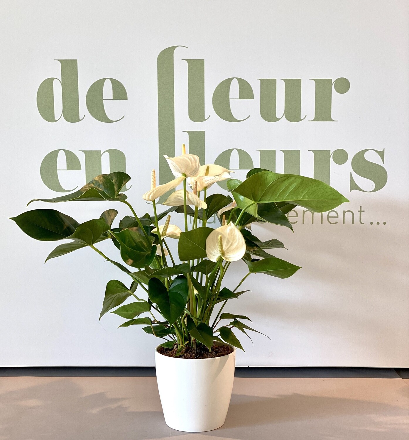 Anthurium blanc